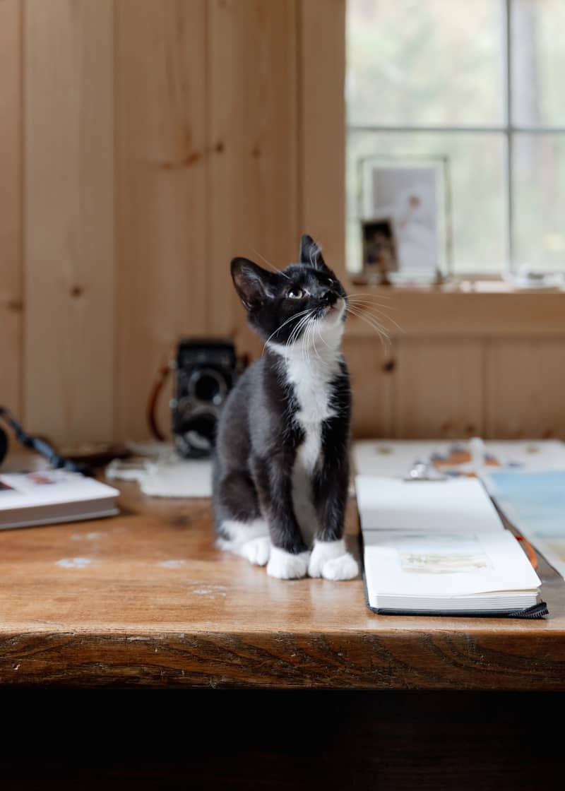 Kitten on desk in home office.