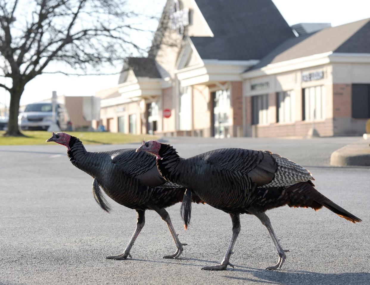 Feb. 21, 2023; Columbus, OH, U.S.; Two wild turkeys walk in a parking lot adjacent to businesses on Leap Road in Hilliard. The "Hilliard Turkey Gang" has a Facebook page with hundreds of fans but the city has concerns about the birds who stop traffic crossing Cemetery Road to roost in the evenings. A third turkey was injured is currently being cared for at the Ohio Wildlife Center. Mandatory Credit: Barbara J. Perenic/Columbus Dispatch