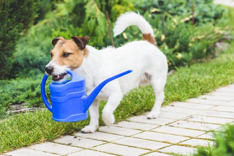 <span class="caption">Time to teach your dog new tricks.</span> <span class="attribution"><a class="link " href="https://www.shutterstock.com/image-photo/woman-walking-dog-on-leash-park-1664925253" rel="nofollow noopener" target="_blank" data-ylk="slk:raw/Shutterstock;elm:context_link;itc:0;sec:content-canvas">raw/Shutterstock</a></span>