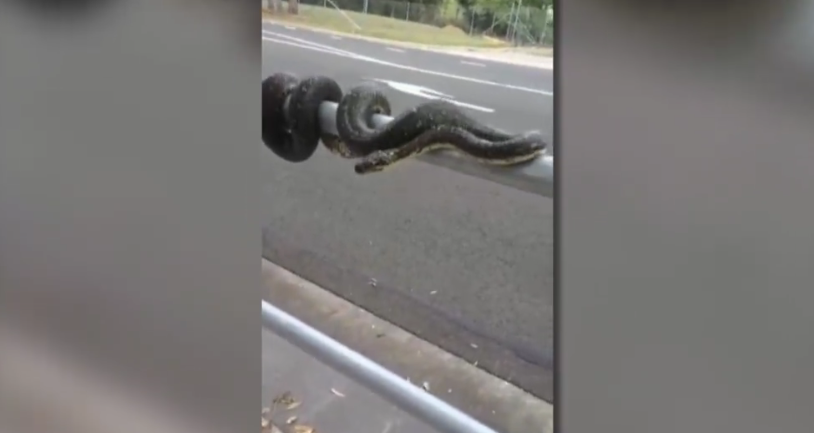 A 2.5-metre snake brought traffic to a standstill in Sydney as it slowly crossed the road with most drivers too afraid to approach it. Photo: Facebook