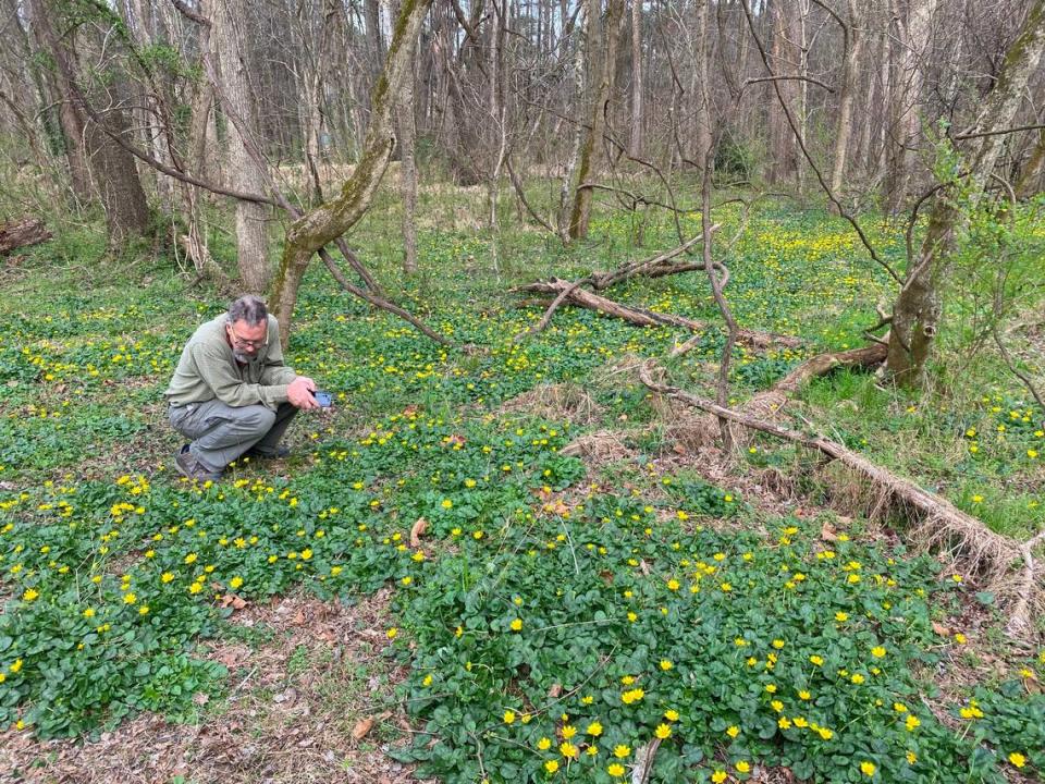 Johnny Randall squats in a patch of fig buttercup along Sandy Creek.