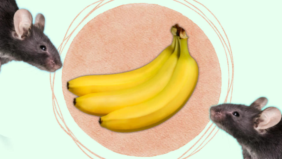 It's true: Male mice are afraid of bananas. Here's why