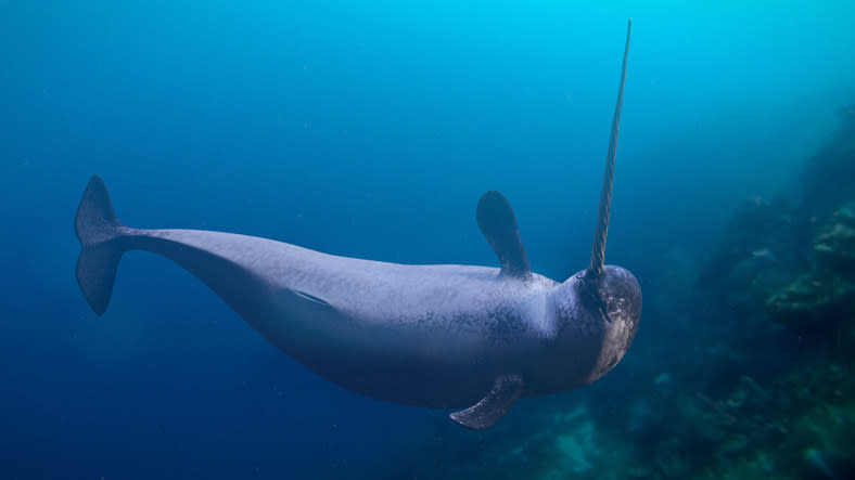 A narwhal in the ocean