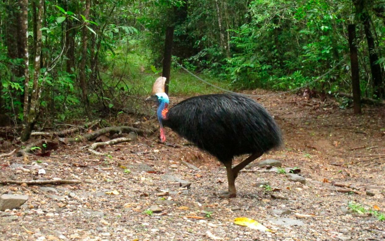 Cassowaries stand up to 6 feet tall and weigh up to 130 pounds - AP