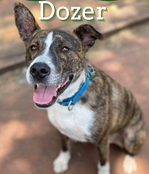 Dozer would love to play tennis with his own family.