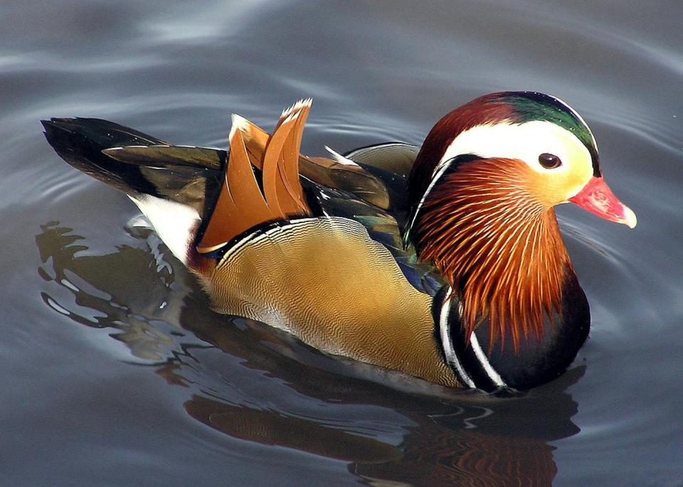 Pato de colores marrones y blanco en el agua.