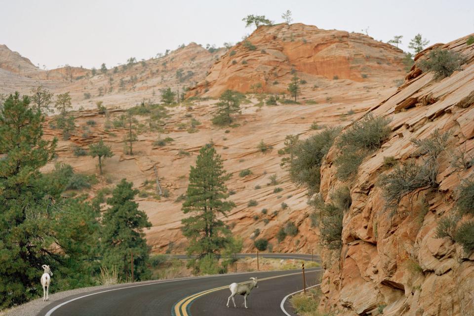 Horned sheep on the road in Zion National Park