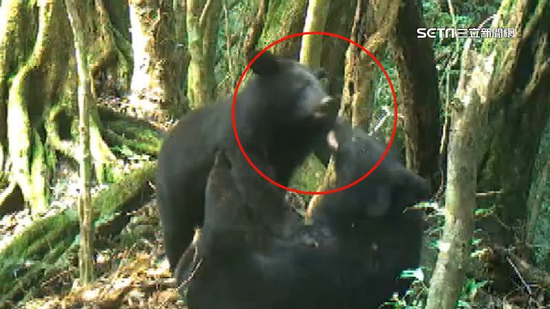 野放2年多的台灣黑熊現蹤，且交到朋友。