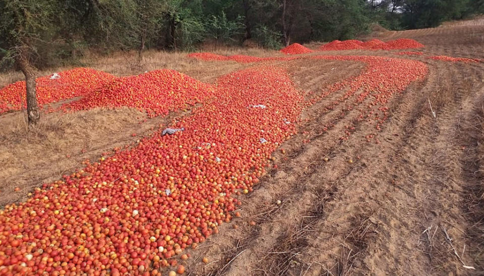 Tomato crop dumped in fields by farmers protesting against a lack of fair prices in the market, at Kharkhari Makhwan, on May 18, 2020 in Bhiwani, India. | Manoj Dhaka—Hindustan Times via Getty Images