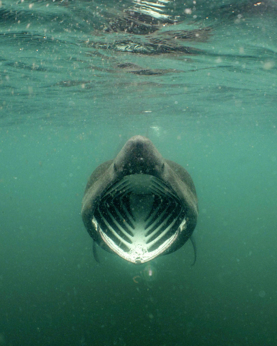 <p>Will Clark war gerade beim Schnorcheln in Schottland, als dieses Meeresungeheuer plötzlich vor ihm auftauchte. Doch alles halb so wild. Bei dem Tier handelt es sich nicht, wie auf den ersten Blick anzunehmen, um einen weißen Hai, sondern um den weniger gefährlichen Riesenhai. Der zieht zwar unheimlich aus, ernährt sich aber vorrangig von Plankton und Krebstieren. (Bild: Will Clark/Caters News) </p>