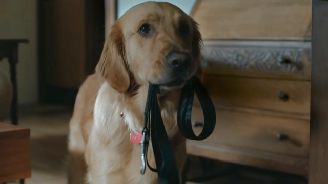 12 GIFs That Prove Dog Training is Tough (and Hilarious)