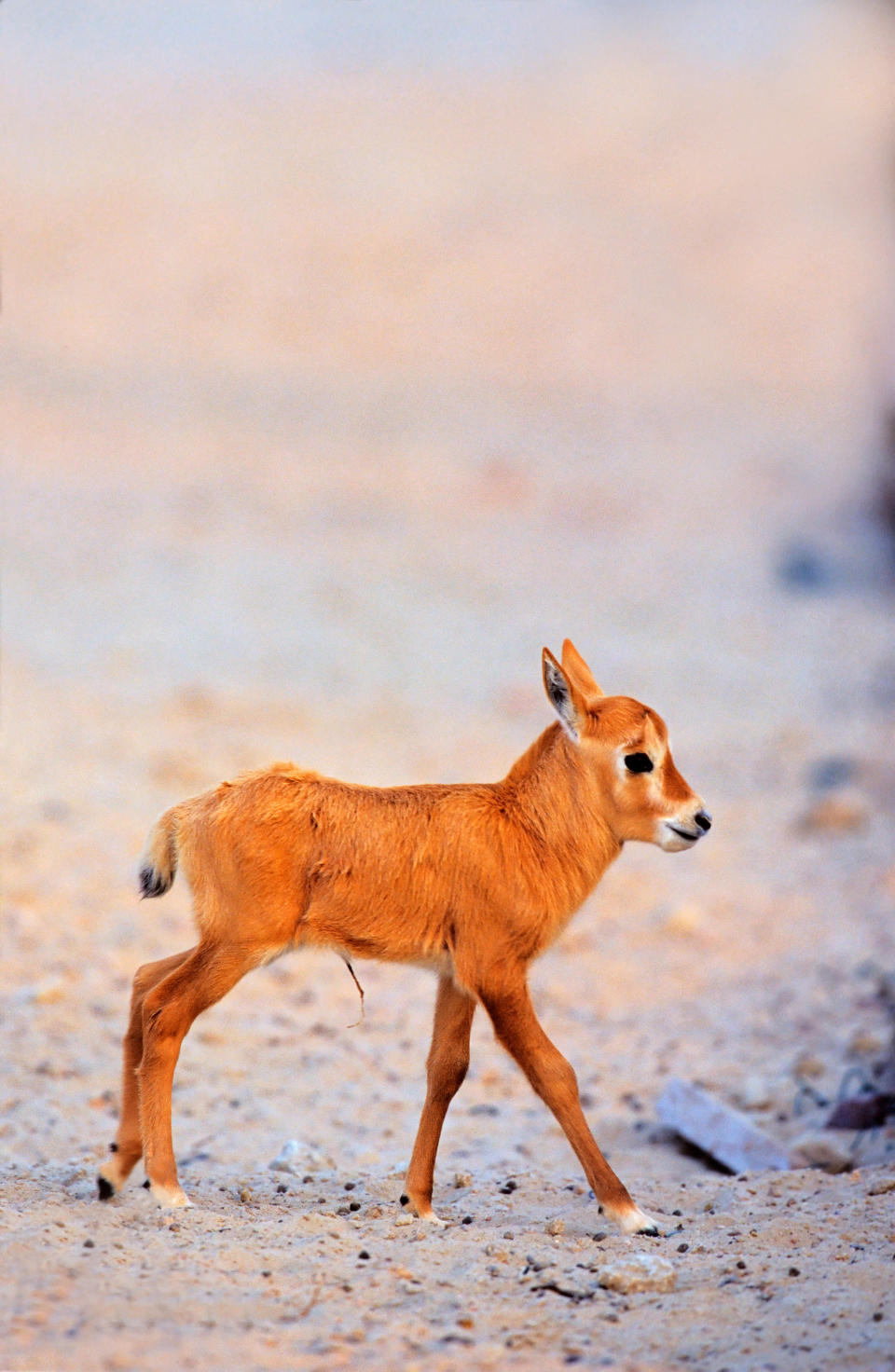 Tiny Arabian Oryx