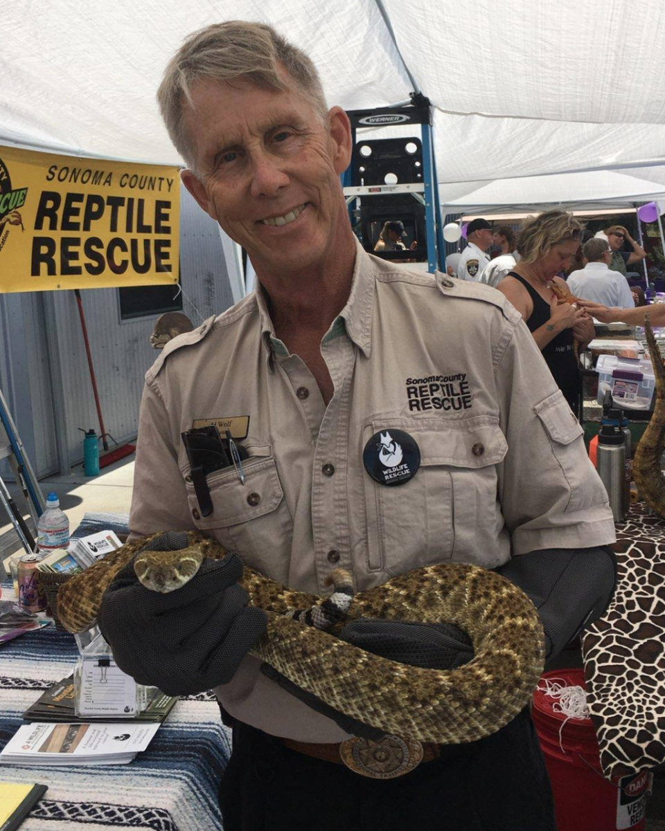 Al Wolf retrieves rattlesnakes from all over northern California and relocates them to ranches where they help control rodent populations (Sonoma County Reptile Rescue)