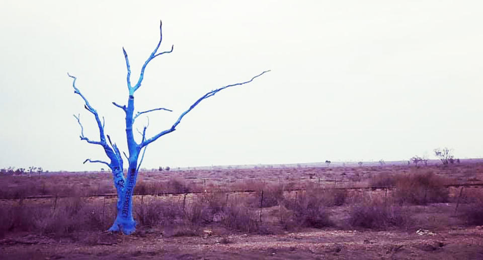 Pictured is a dead blue tree in a brown paddock.