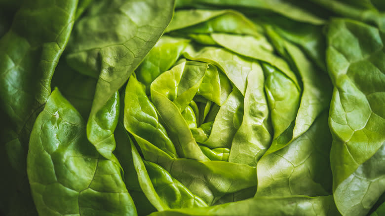 close-up whole head butter lettuce