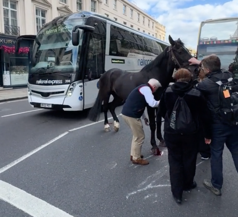 A number of passers-by stroked and petted the horse to calm it down following the dramatic incident. (TikTok)