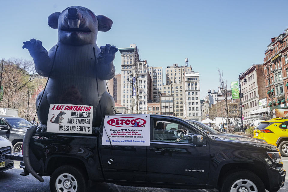 Martin Flash, an official with New York's carpenter's union, sits in his pickup with Scabby, a giant inflatable rat used by organized labor, outside a Petco on Wednesday March 29, 2023, in New York. For decades, inflatable rats like Scabby have been looming over union protests, drawing attention to construction sites or companies with labor disputes. (AP Photo/Bebeto Matthews)