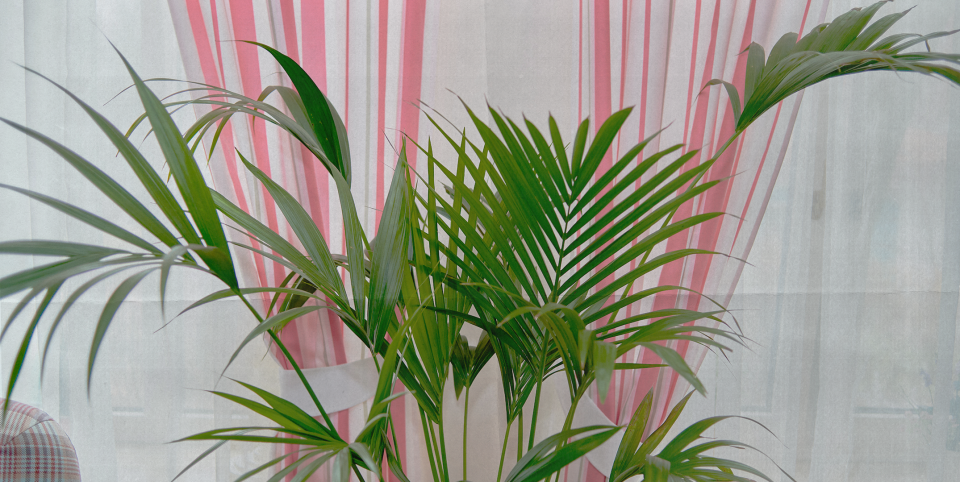 Shop the Best (and Most Stylish) Tall Indoor Plants