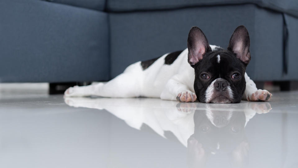 French bulldog lying on floor