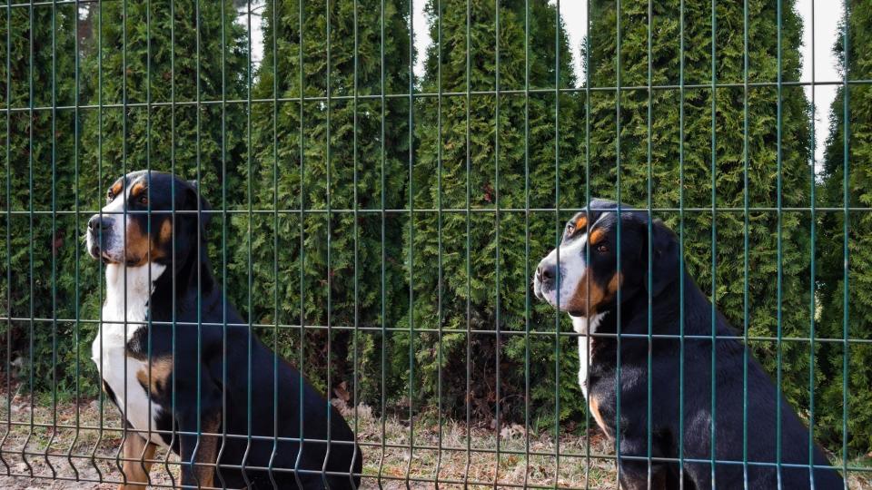 two greater Swiss mountain dogs look through a fence