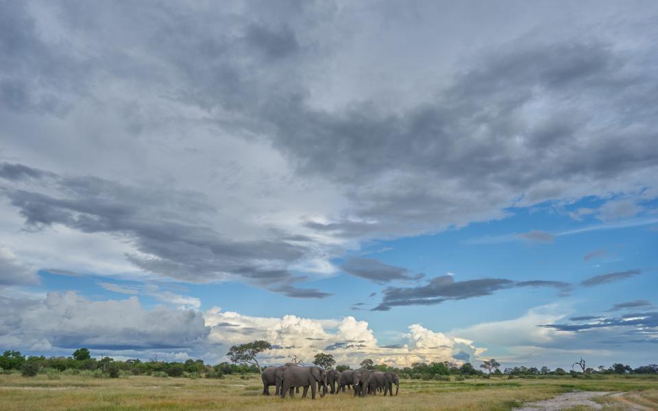 elephant botswana - Getty