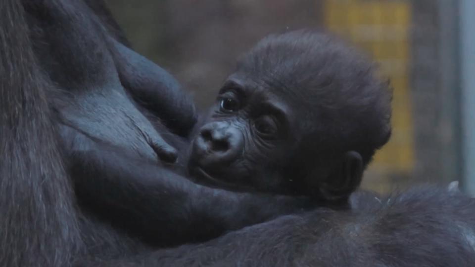 克里夫蘭都會公園動物園的母大猩猩「佛萊迪」主動接觸、抱起潔米拉，這是潔米拉出生後第一次被母猩猩擁抱。翻攝臉書Cleveland Metroparks Zoo