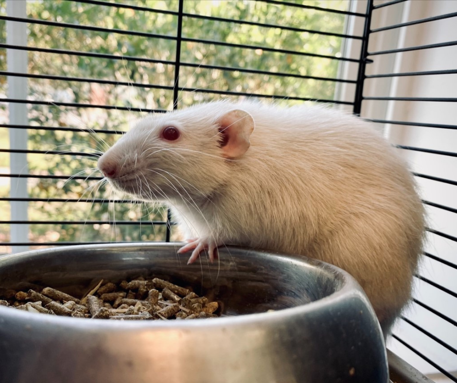 Romeo the rat