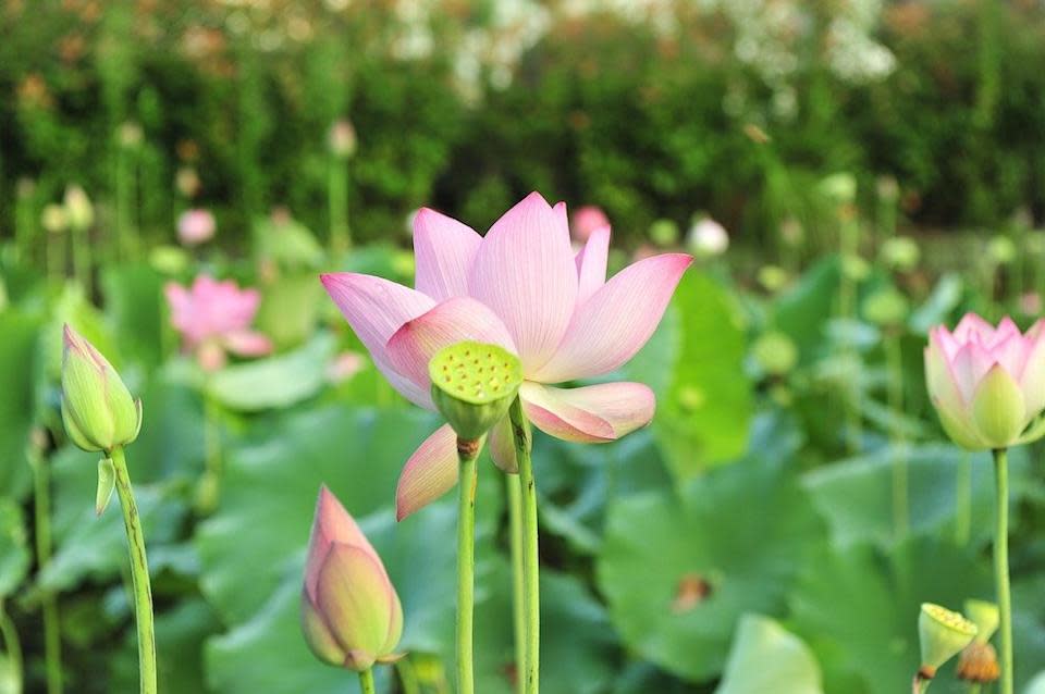 北屯區舊社公園蓮花（Photo Credit: chinaRabbit@pixabay.com, License CC0，圖片來源：https://pixabay.com/zh/photos/lotus-flowers-pink-lotus-flower-853679/）
