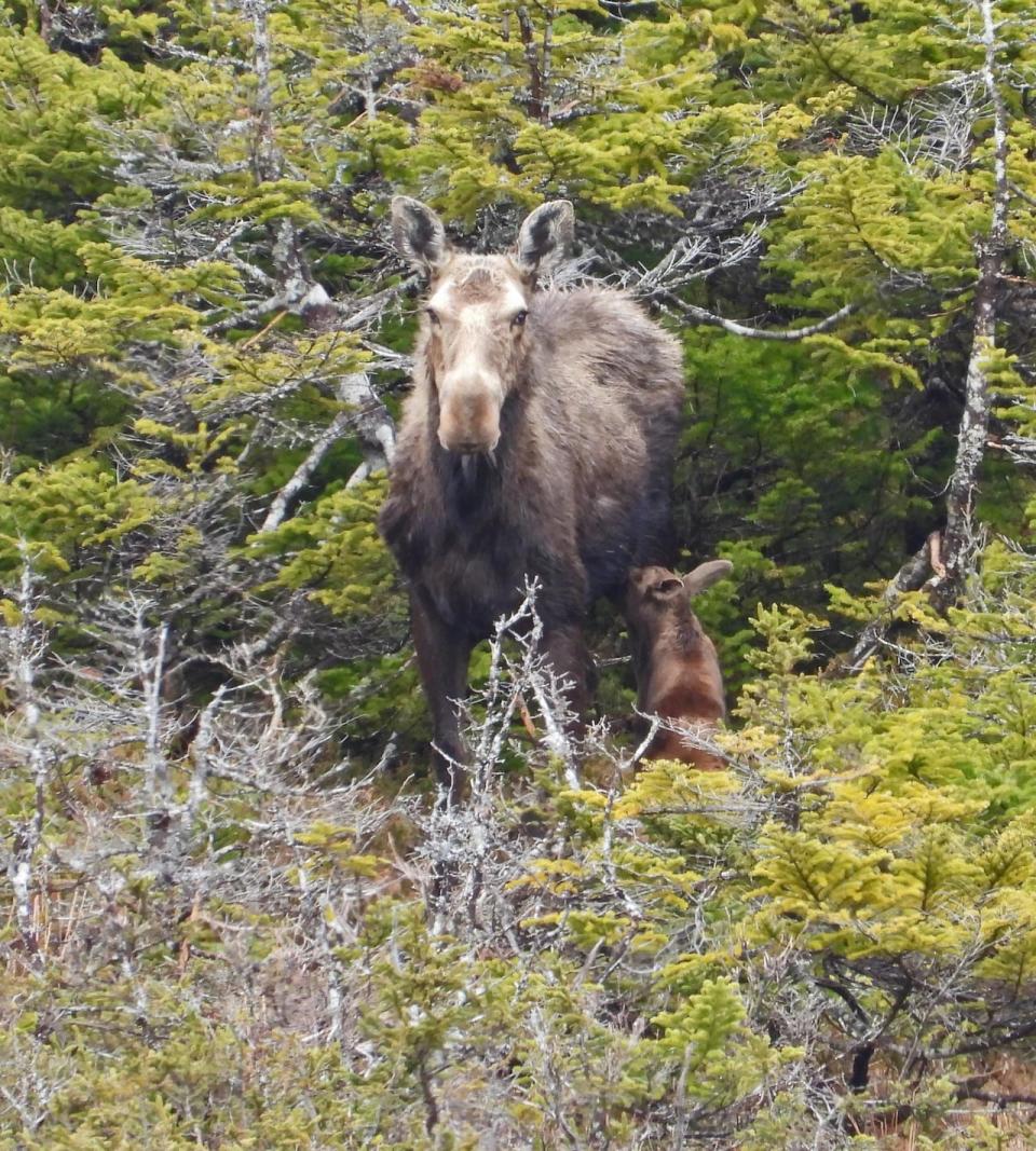 This Mother's Day Moose is just enjoying a quiet moment with her hungry baby.