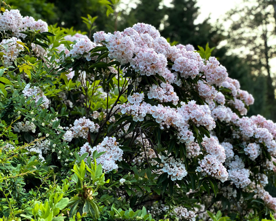 Plant lush shrubs for privacy