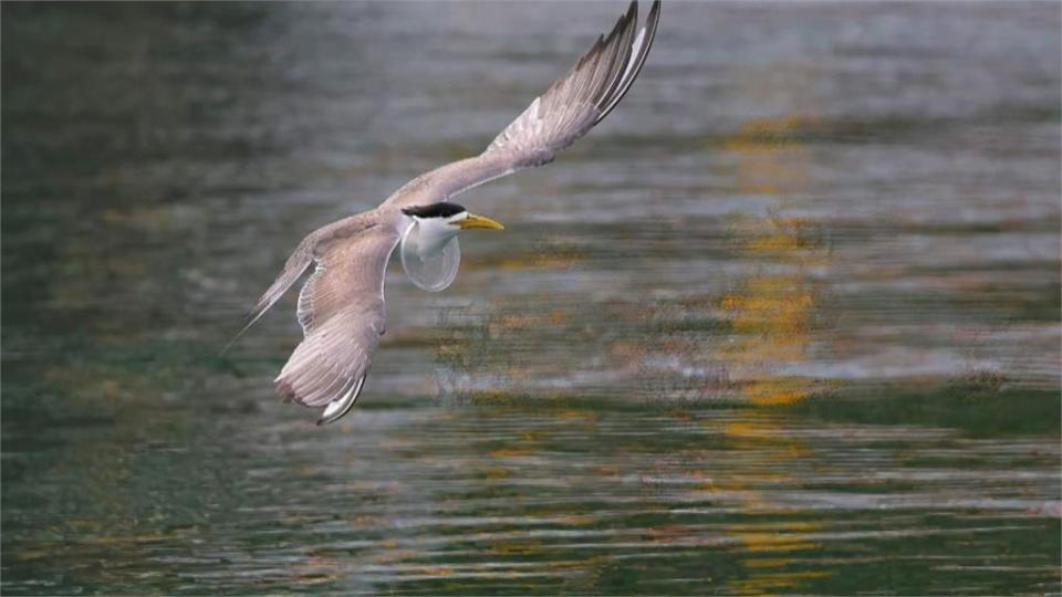 海漂垃圾污染海洋　鳥類誤認食物影響覓食