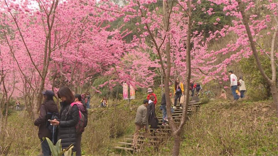 氣候寒冷、久旱不雨南投杉林溪櫻花延後盛開