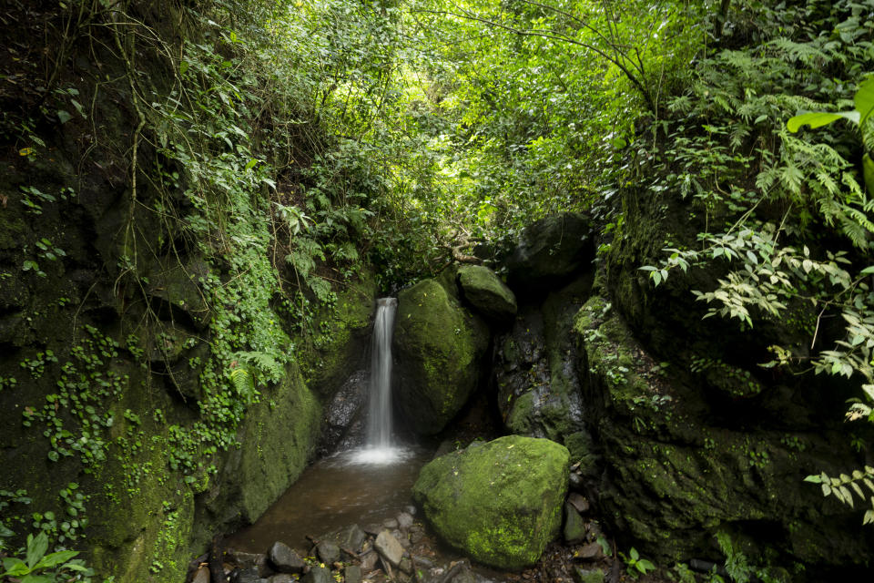 A stream flows through a protected forest in La Union, Costa Rica, Tuesday, Aug. 30, 2022. Costa Rica went from having one of the world's highest deforestation rates in the 1980s to a nation centered on ecotourism, luring world travelers with the possibility of moving between marine reserves and cloud forest in a single day. (AP Photo/Moises Castillo)