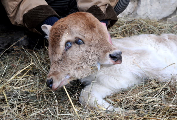 Hakob Avetyan (not pictured) holds a two-headed calf in the Armenian village of Sotk, on January 28, 2011. The two-headed calf was born on January 25 in the Avetyans' cow house. Two-headed people and animals, though rare, have long been known to exist and documented. AFP PHOTO / KAREN MINASYAN (Photo credit should read KAREN MINASYAN/AFP/Getty Images)