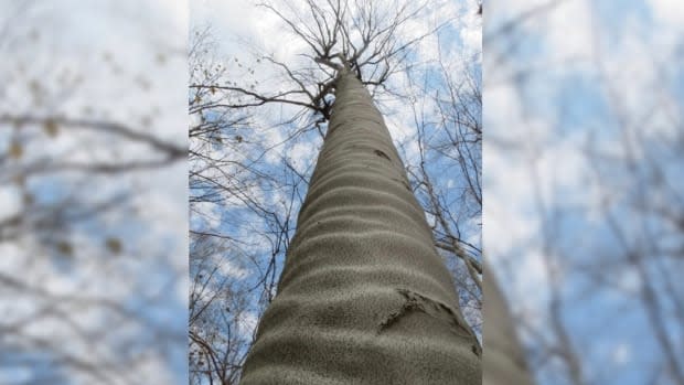 Experts say very little is known about what causes this rare rippling effect in some beech trees, like this one discovered in Murphys Point Provincial Park near Perth, Ont.   (Ontario Parks - image credit)