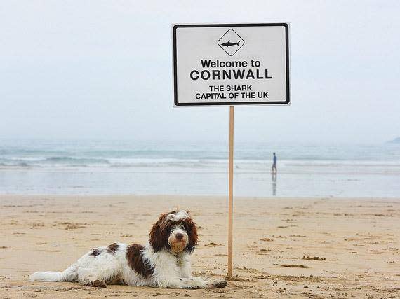 Cornwall has been revealed to be Britain’s ‘shark capital’ in new research that found at least 20 species swimming around its coasts (Nat Geo WILD)