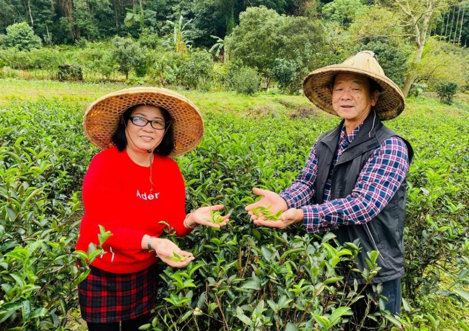 退休公車司機范添貴和妻子范李淑治獲一一０年度三峽區冬季優良碧螺春綠茶評鑑冠軍。　（新北市農業局提供）