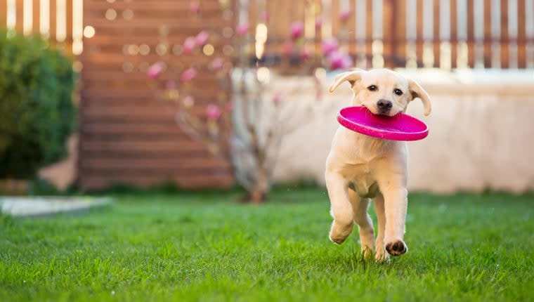 The Most Common Garden Dangers for Dogs