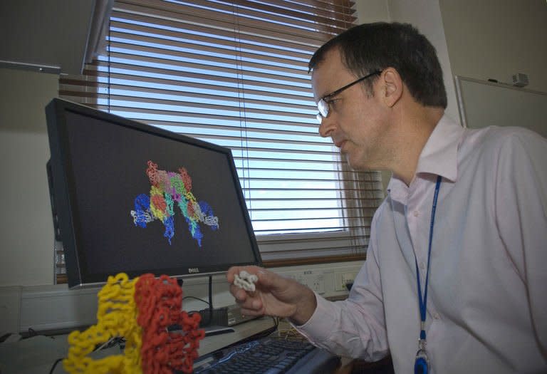 This undated handout photo, released to AFP on January 10, 2013, by the Walter and Eliza Hall Institute, shows lead researcher and Associate Professor Mike Lawrence from the Colman Lab, Structural Biology, examining modes for docking insulin (modelled in white) into a three-dimensional structure of the human insulin receptor ectodomain (modelled in yellow and red) in Melbourne