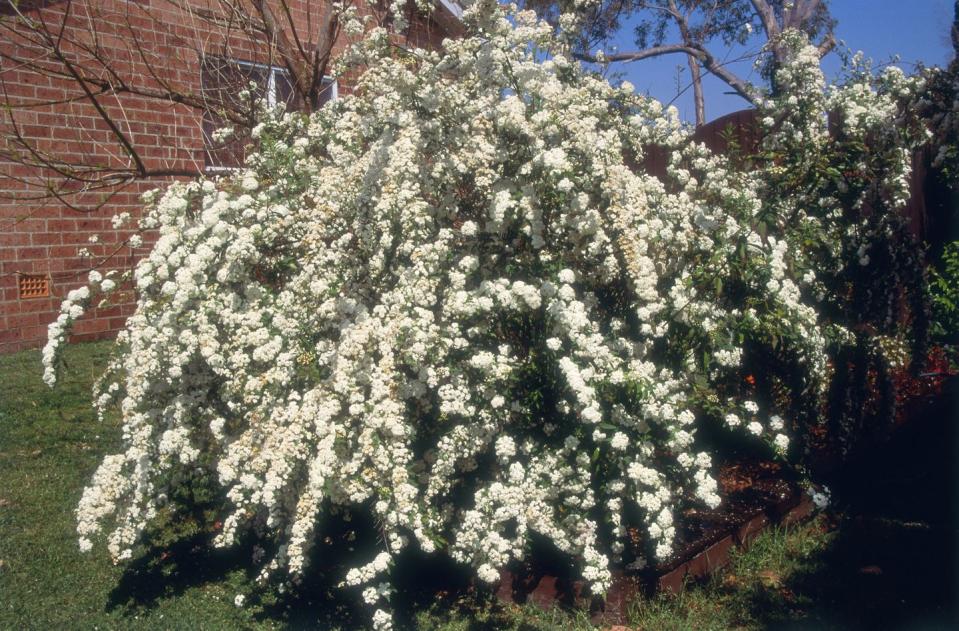 white flowering spirea cantoniensis