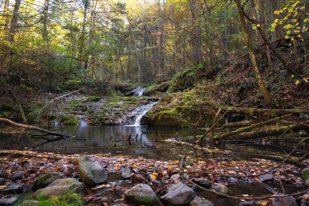 Photos of land on Tanners Ridge acquired by the Shenandoah National Park Trust. Of note, there were a number of large, healthy hemlocks near the creek (Naked Creek) and also a waterfall.