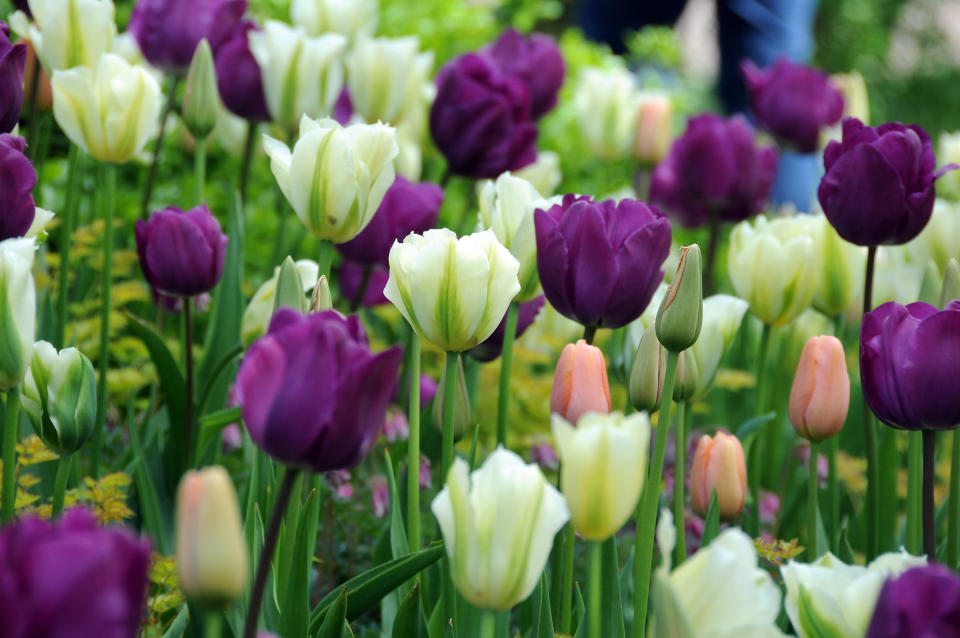 More than seven million tulips, daffodils and hyacinths were planted. (Caters News)