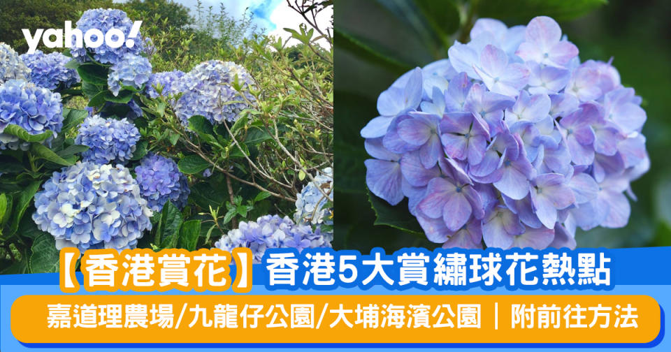 【香港賞花】香港5大賞繡球花熱點 嘉道理農場/ 九龍仔公園/ 大埔海濱公園 |  附前往方法