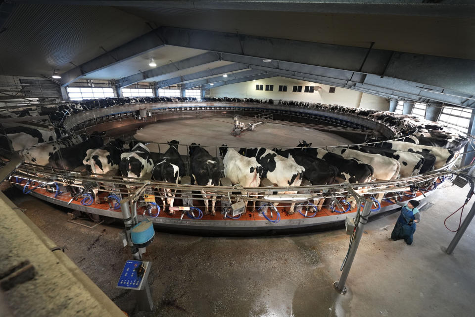 A worker tends to cows in the milking parlor at the Flood Brothers Farm, Monday, April 1, 2024, in Clinton, Maine. Foreign-born workers make up fully half the farm's staff of nearly 50, feeding the cows, tending crops and helping collect the milk — 18,000 gallons every day. (AP Photo/Robert F. Bukaty)