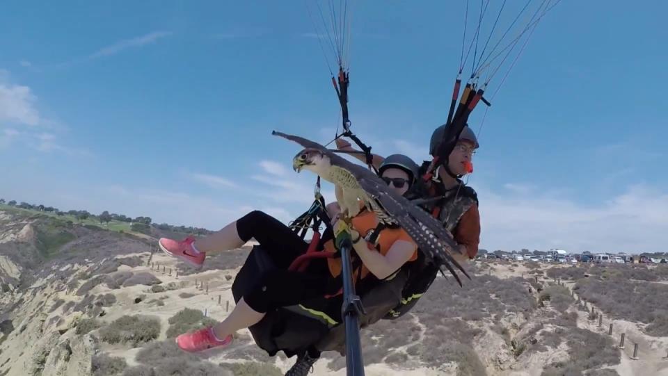 Two people in a tandem paraglider with a hawk flying with them