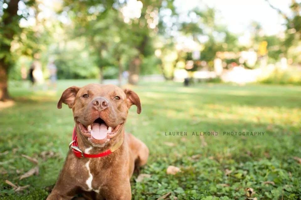 Nolan is a 2-year-old, happy, active boy who loves to meet new people and go new places.    Nolan is housebroken and crate trained. He is happily living with a canine foster sister and loves to play with her.    Nolan is very smart and would love a family to nurture his athletic ability and intelligence.   To learn more about Nolan, please contact Lilo's Promise Animal Rescue at lilospromise@live.com.