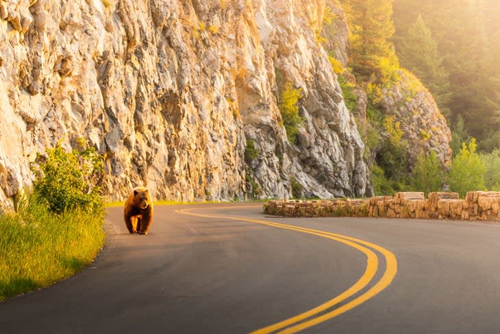 A bear enjoys a morning stroll on Going-to-the-Sun Road in Glacier National Park.