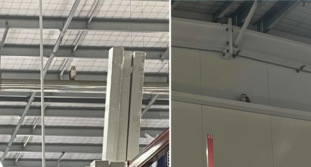 The barn owl perched on a high beam above the Bunnings Tarneit store (left). It is pictured on another ledge (right).