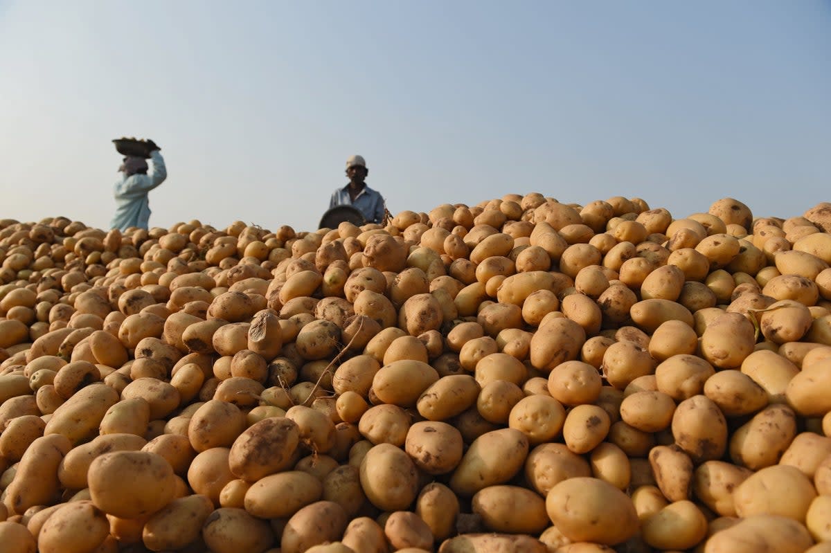 File: Indian farmers pile harvested potatoes in a field  (AFP via Getty Images/ Image used for representational purpose)