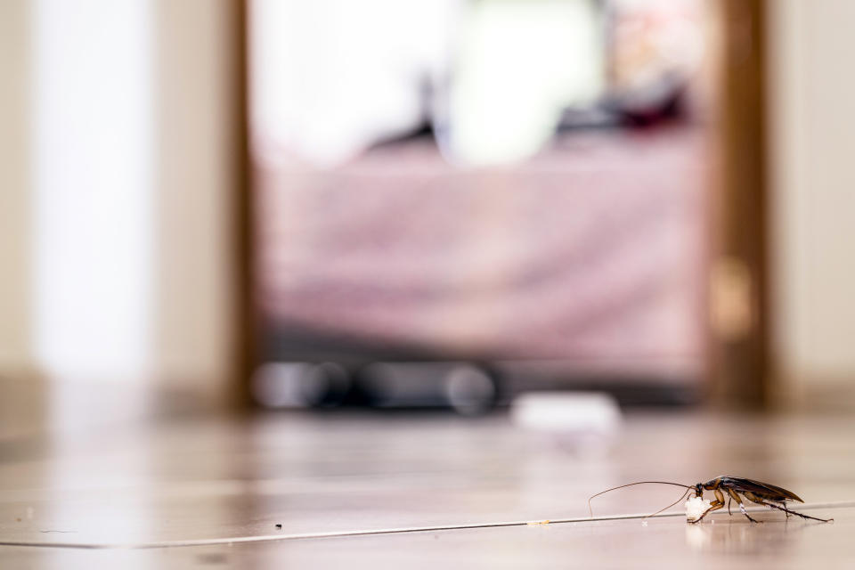 A close-up of a roach on a surface